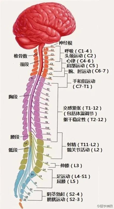 各种颅内出血12.感觉神经的节段性分布11.