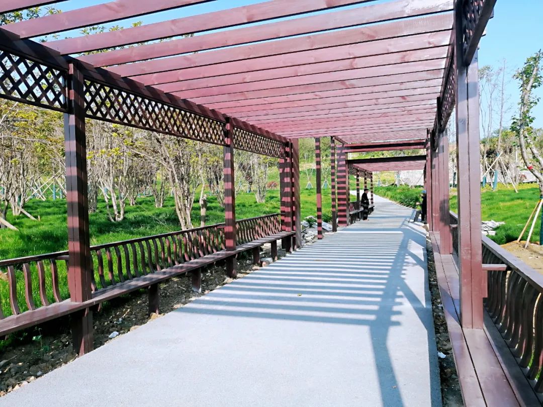 休闲长廊樱花大道近日,小编在淮河干流生态廊道建设项目看到,樱花大道