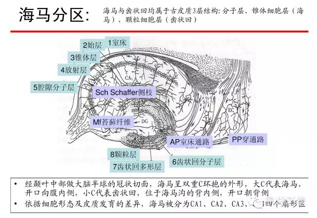 小鼠海马体的解剖图片