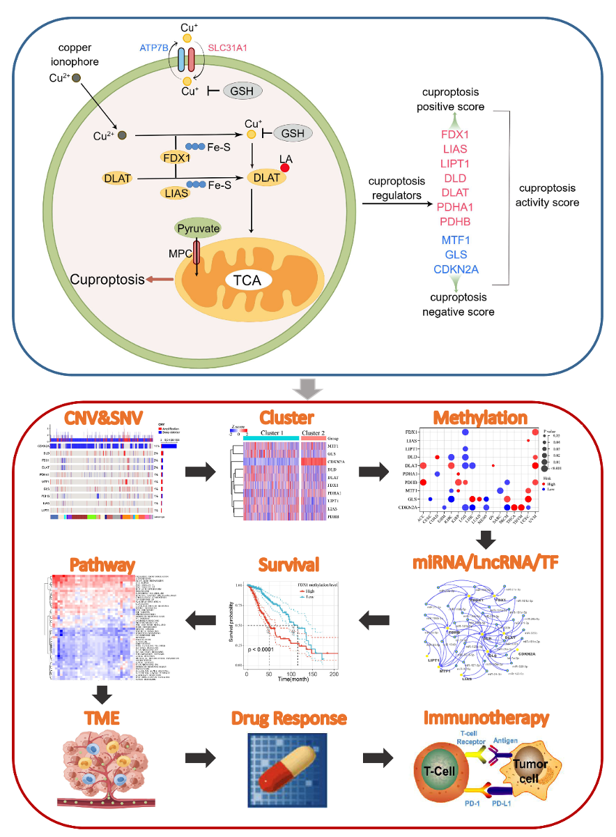 reveal molecular and clinical characteristics of cuproptosis