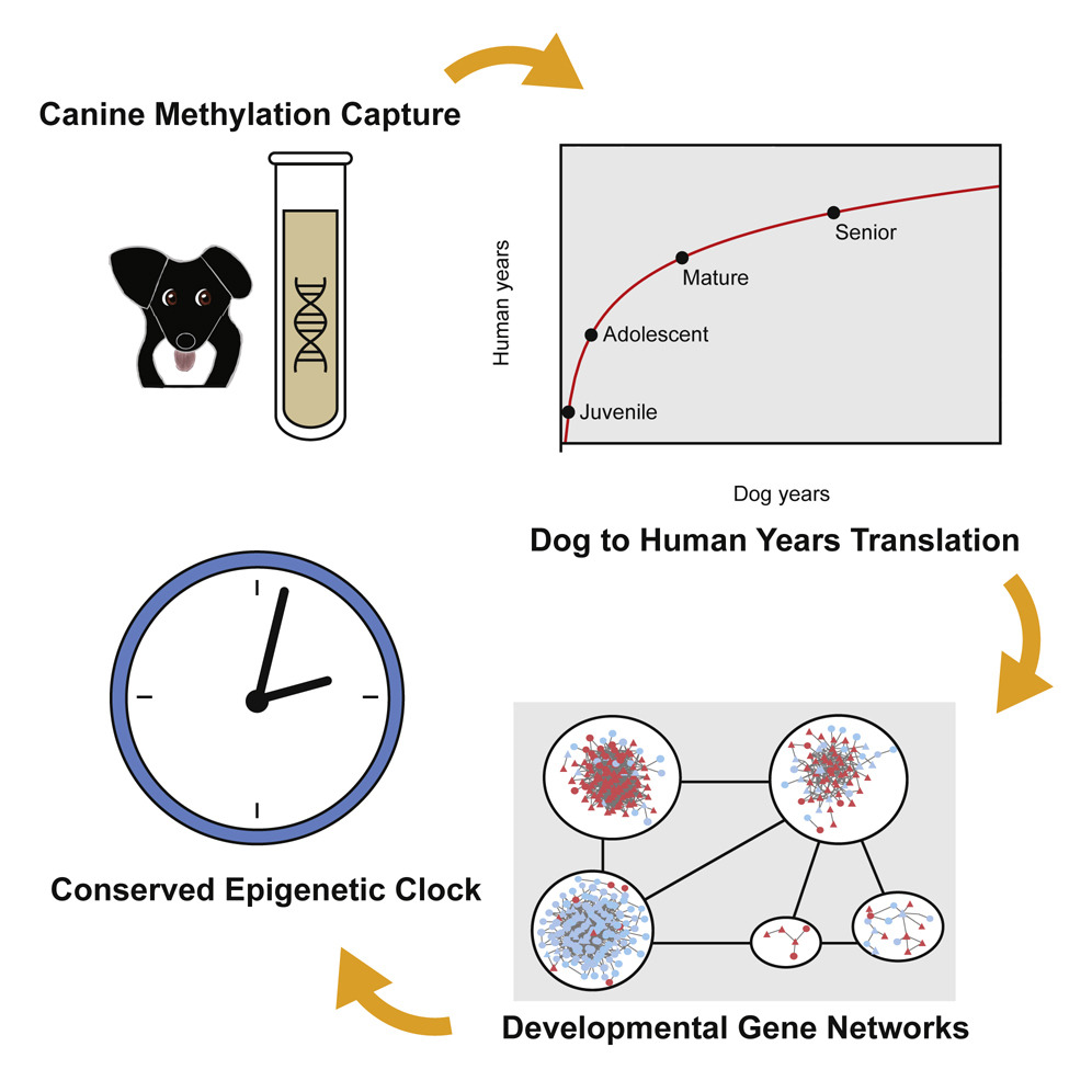狗狗1岁相当于人类31岁 基于基因组甲基化图谱建立首个跨物种年龄转换公式 技术圈
