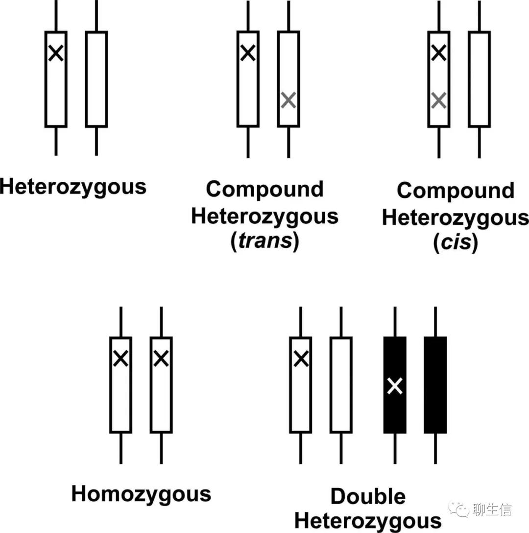 heterozygous图片