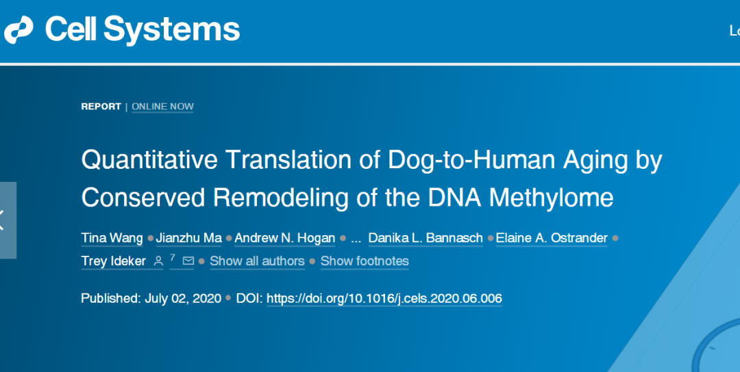 狗狗1岁相当于人类31岁 基于基因组甲基化图谱建立首个跨物种年龄转换公式 技术圈
