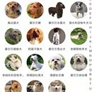 宠秘书