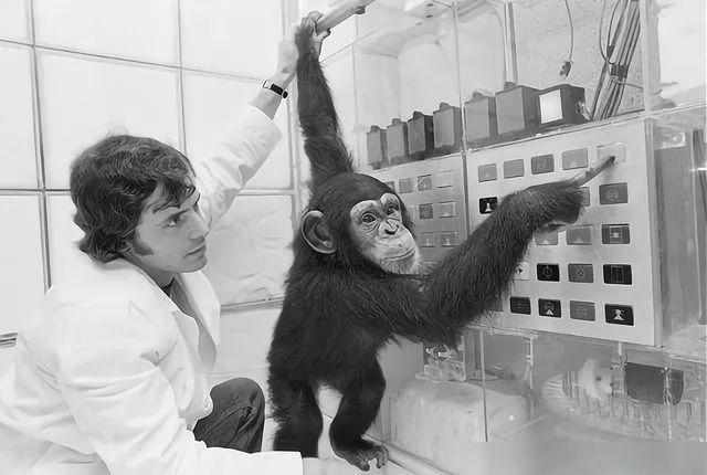 为了科学研究,科学家做过哪些黑猩猩与人类的疯狂实验?