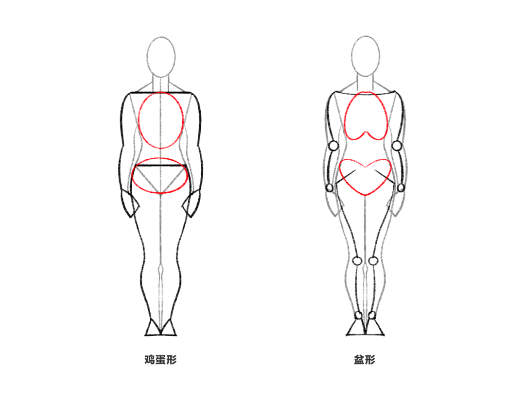 人體結構簡易草圖這一部分內容主要是分享一種新的測量人體比例的方法