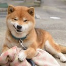 饮酒客(未上线顾无图片)