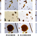 古生物化石图像识别