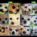 The Dog Recognize Project Based on TensorFlow