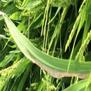 农业病虫害识别