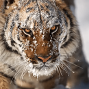 Android 多设备群控与变机系统