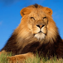 视频流劫持与匹配系统