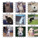 猫狗分离模型