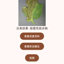 基于深度学习的番茄病虫害识别研究与应用