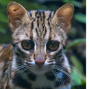 NEC报道支援项目