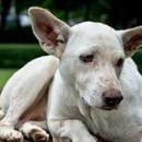 智慧公交车项目 