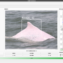 中华白海豚🐬个体AI识别
