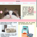 猫咪主题网站