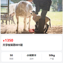 宠物领养系统